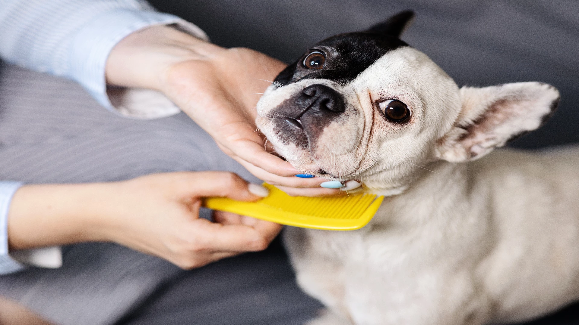 bulldog grooming