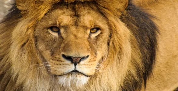 african lion