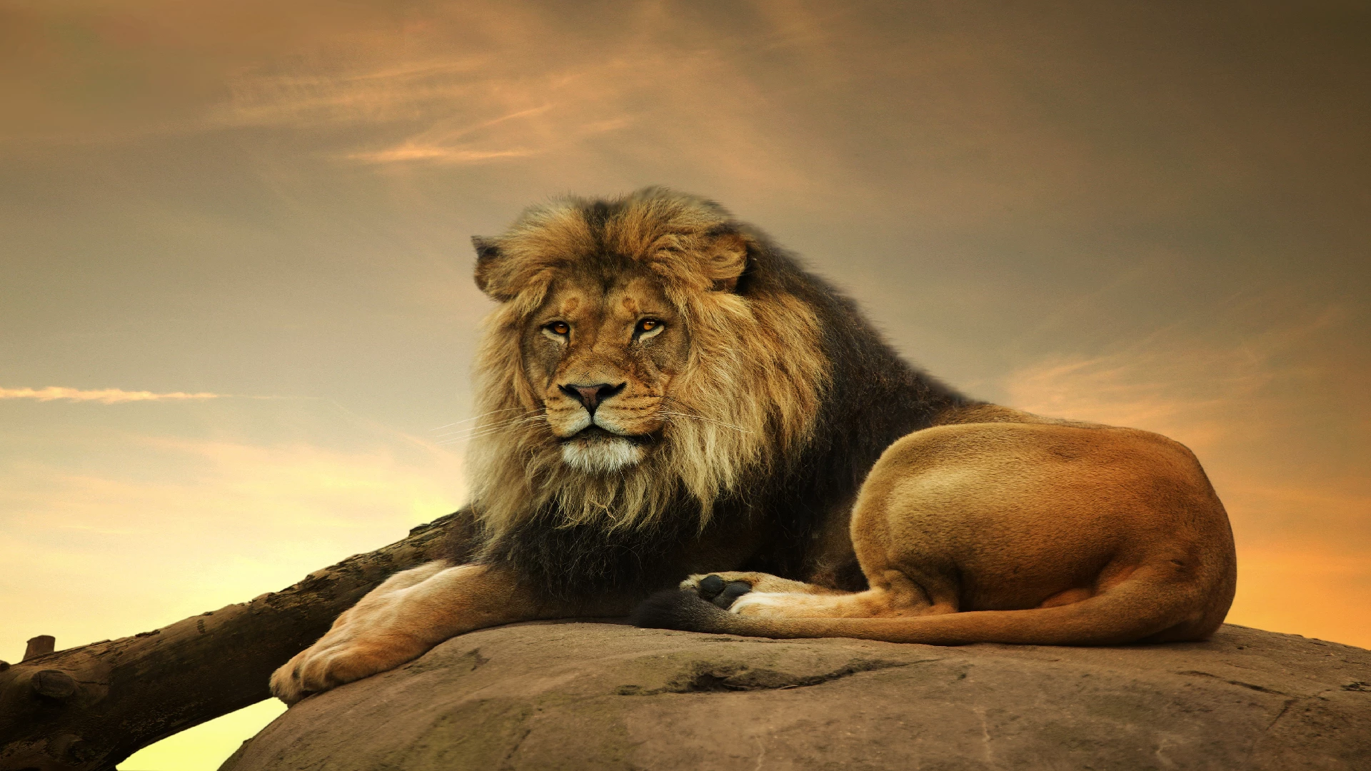 The magnificent lion: the symbol of Africa