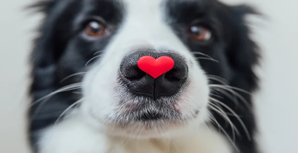dog heart