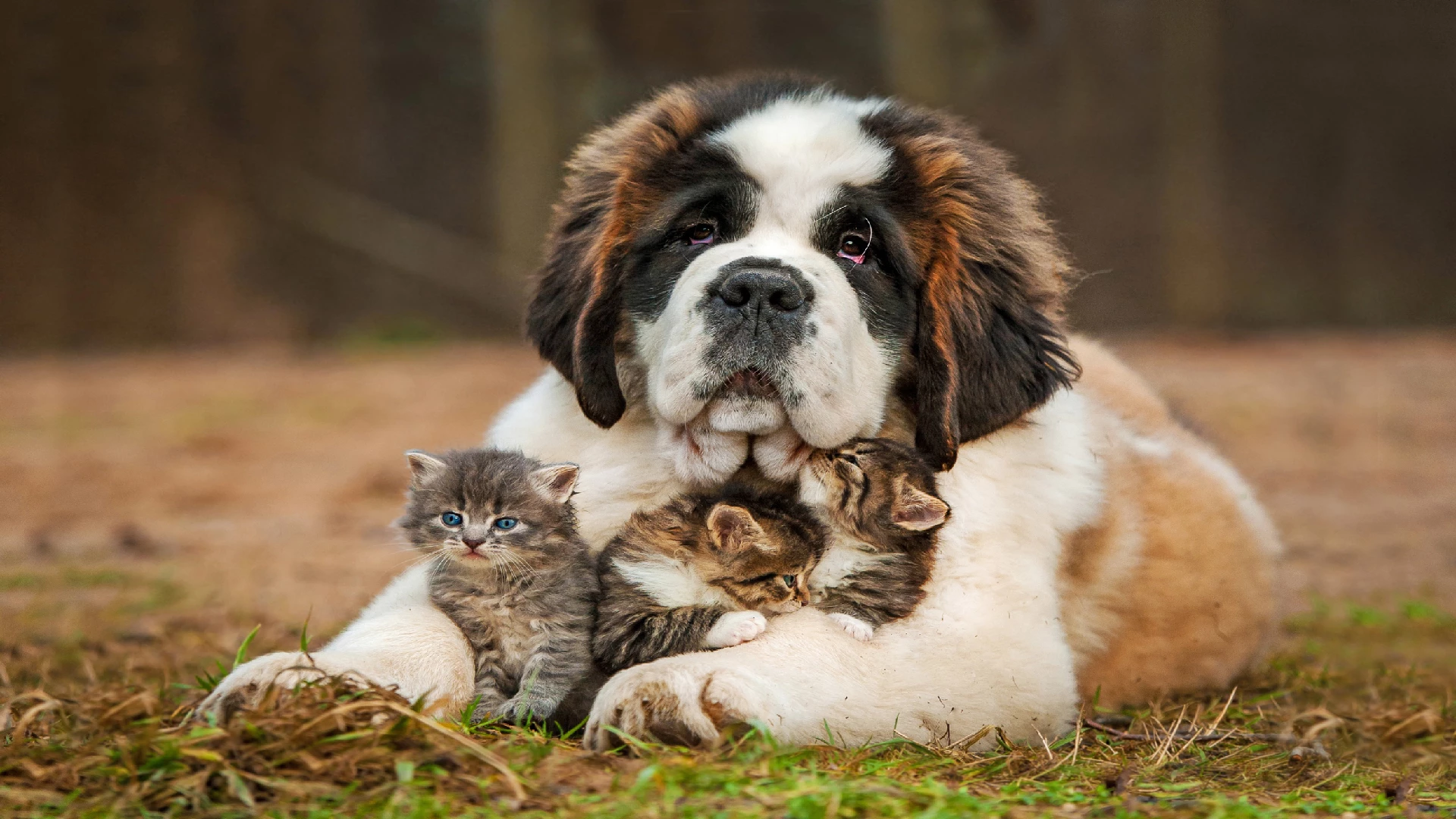 dog with kittens