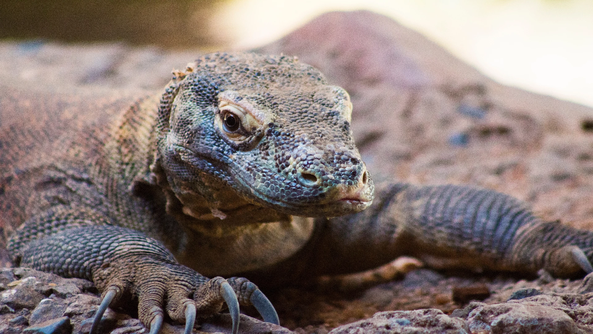 komodo dragon