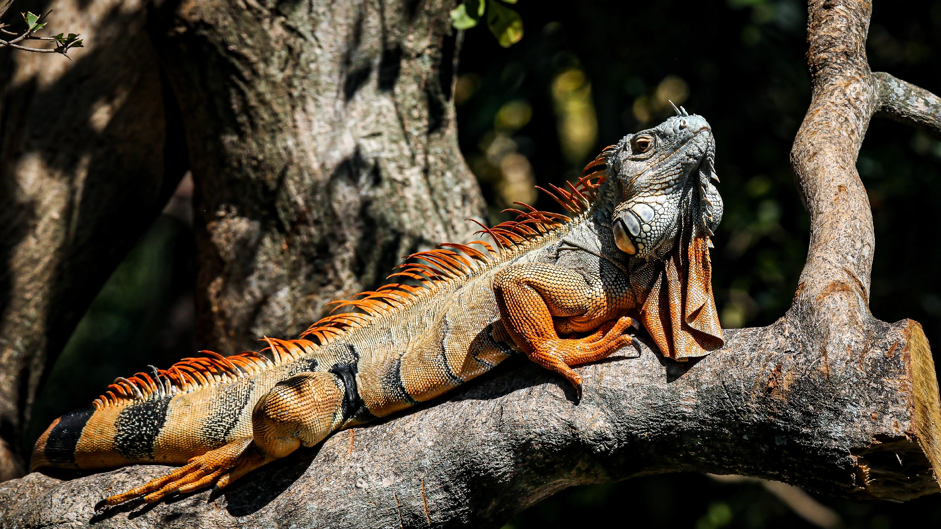 colorful iguana