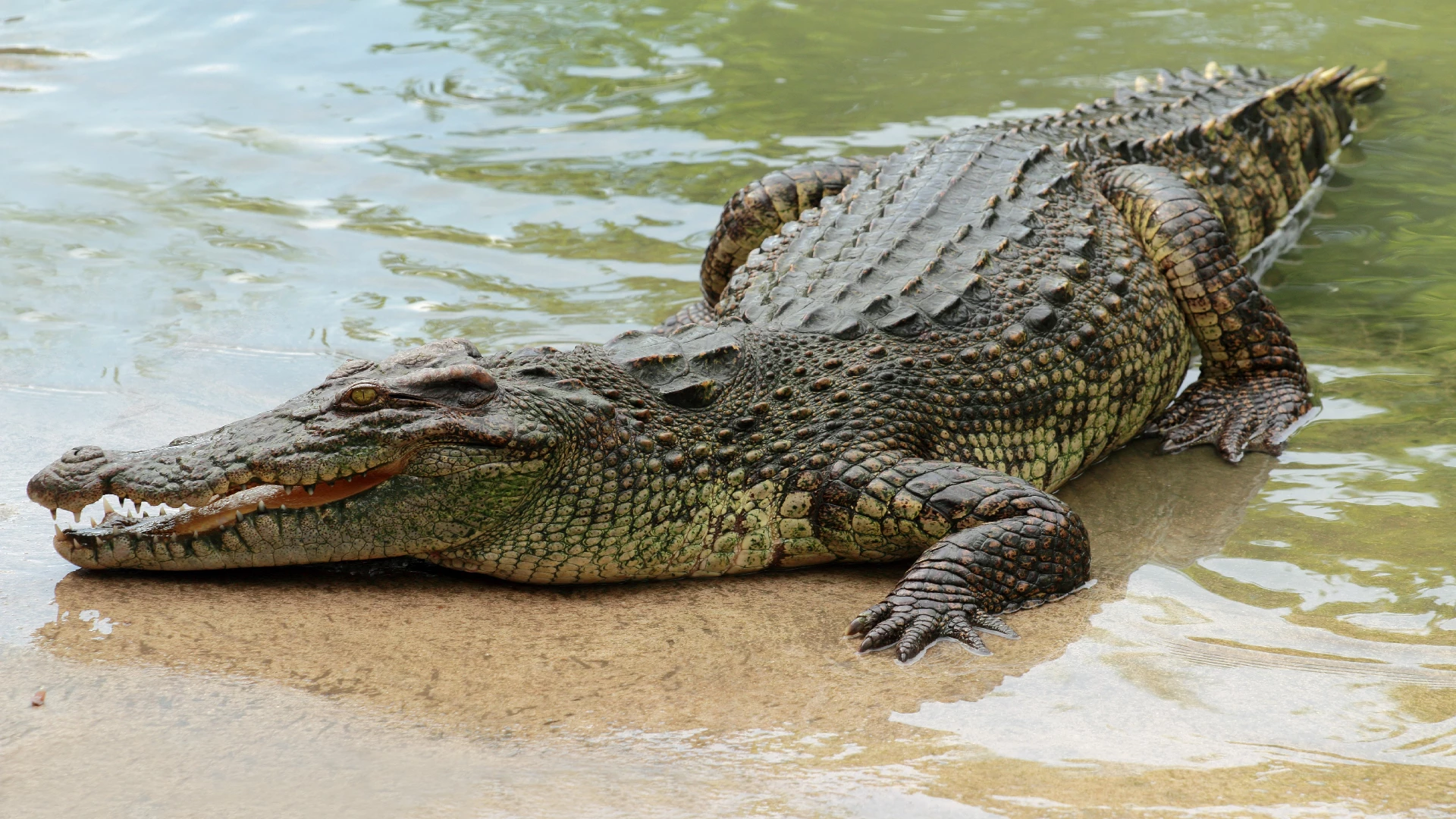 crocodile