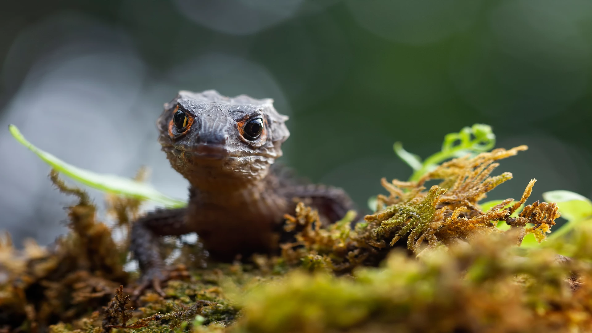 crocodile skink