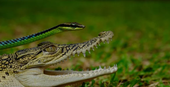crocodile and snake reptiles