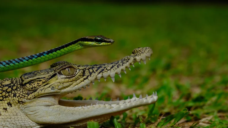 crocodile and snake reptiles