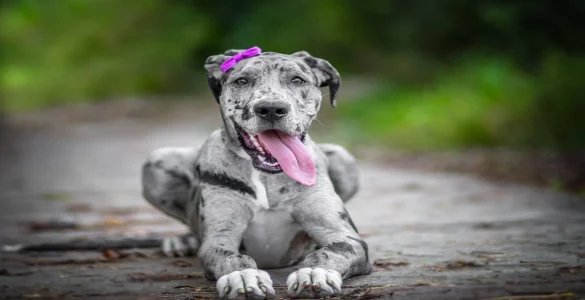 cute great dane