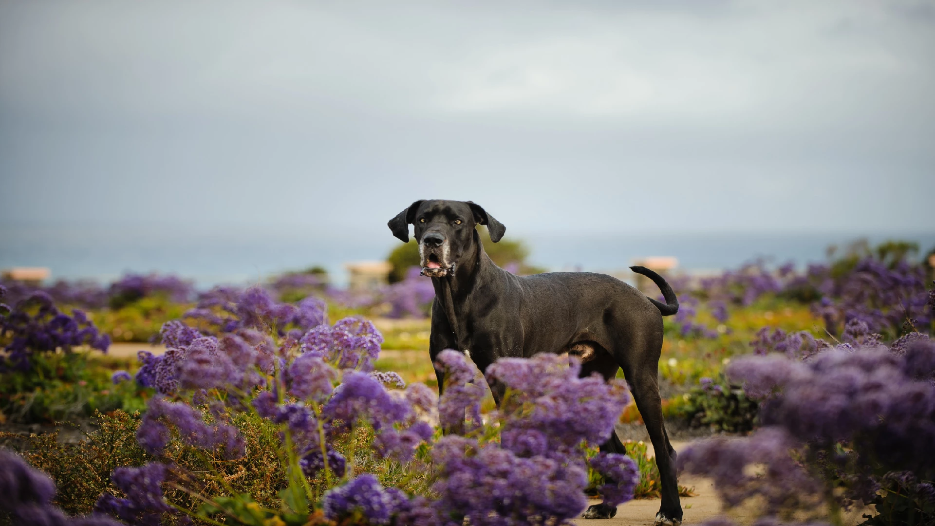 great dane grey