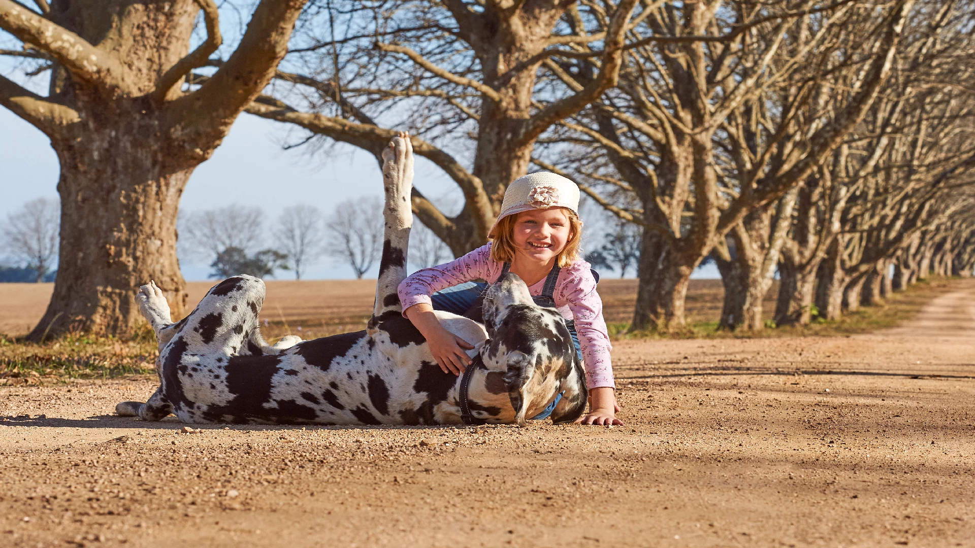 great dane dog with kid