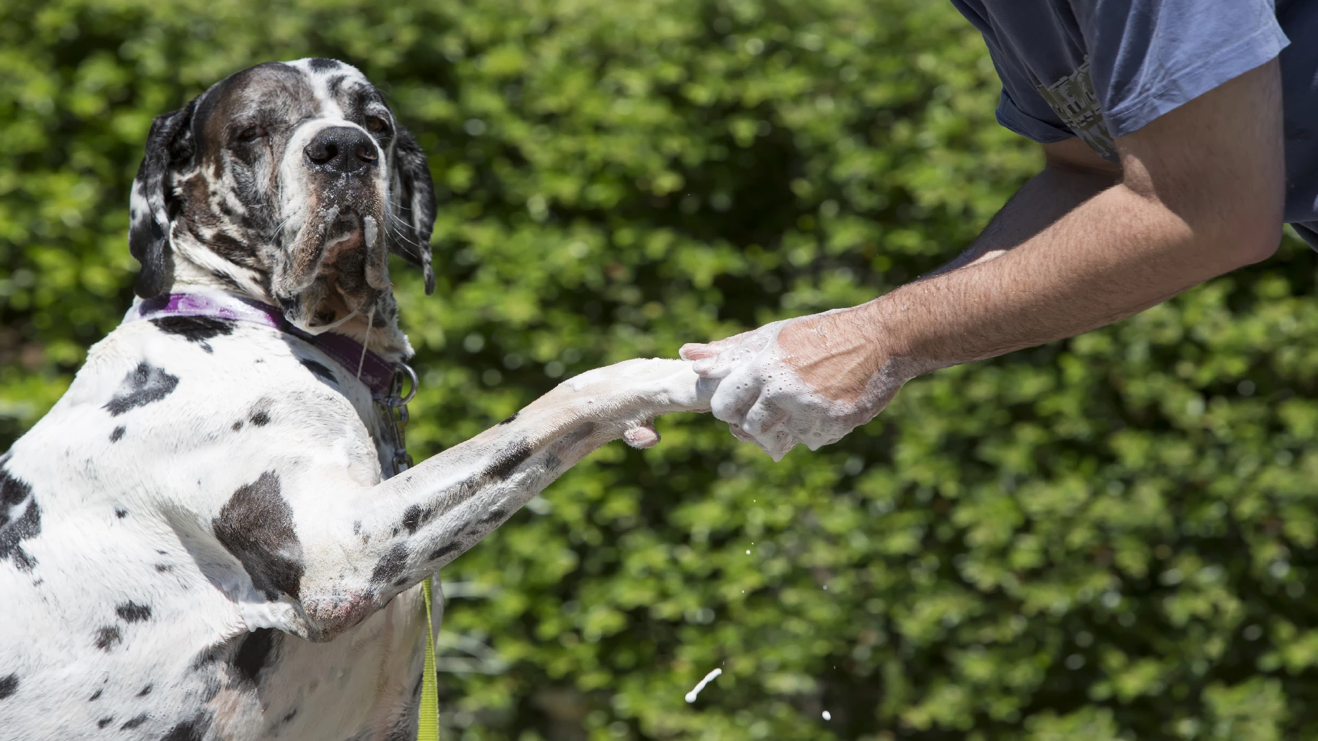 great dane grooming