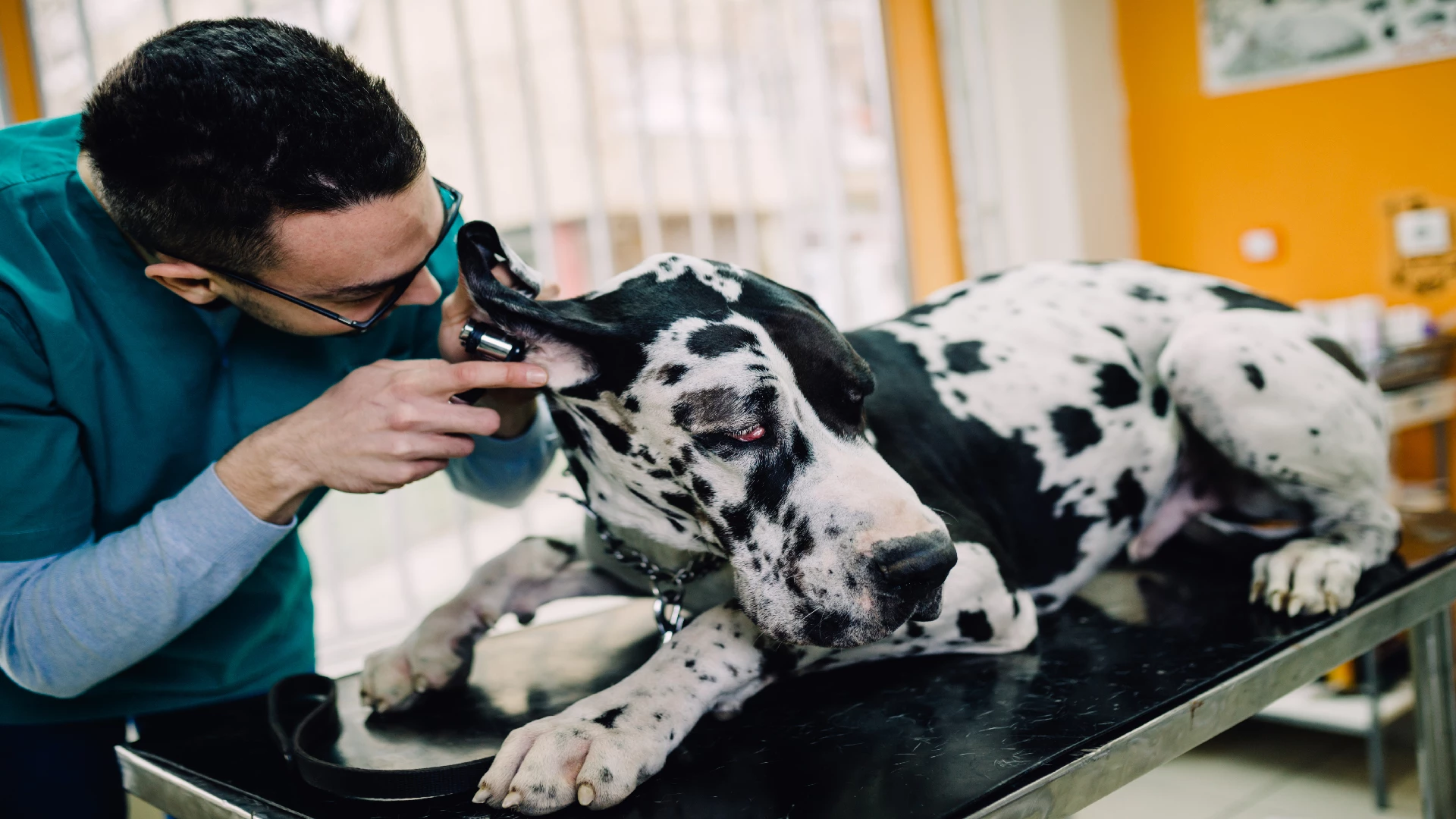 great dane at the vet