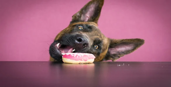 dog eating a donut