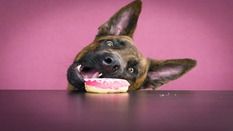 dog eating a donut