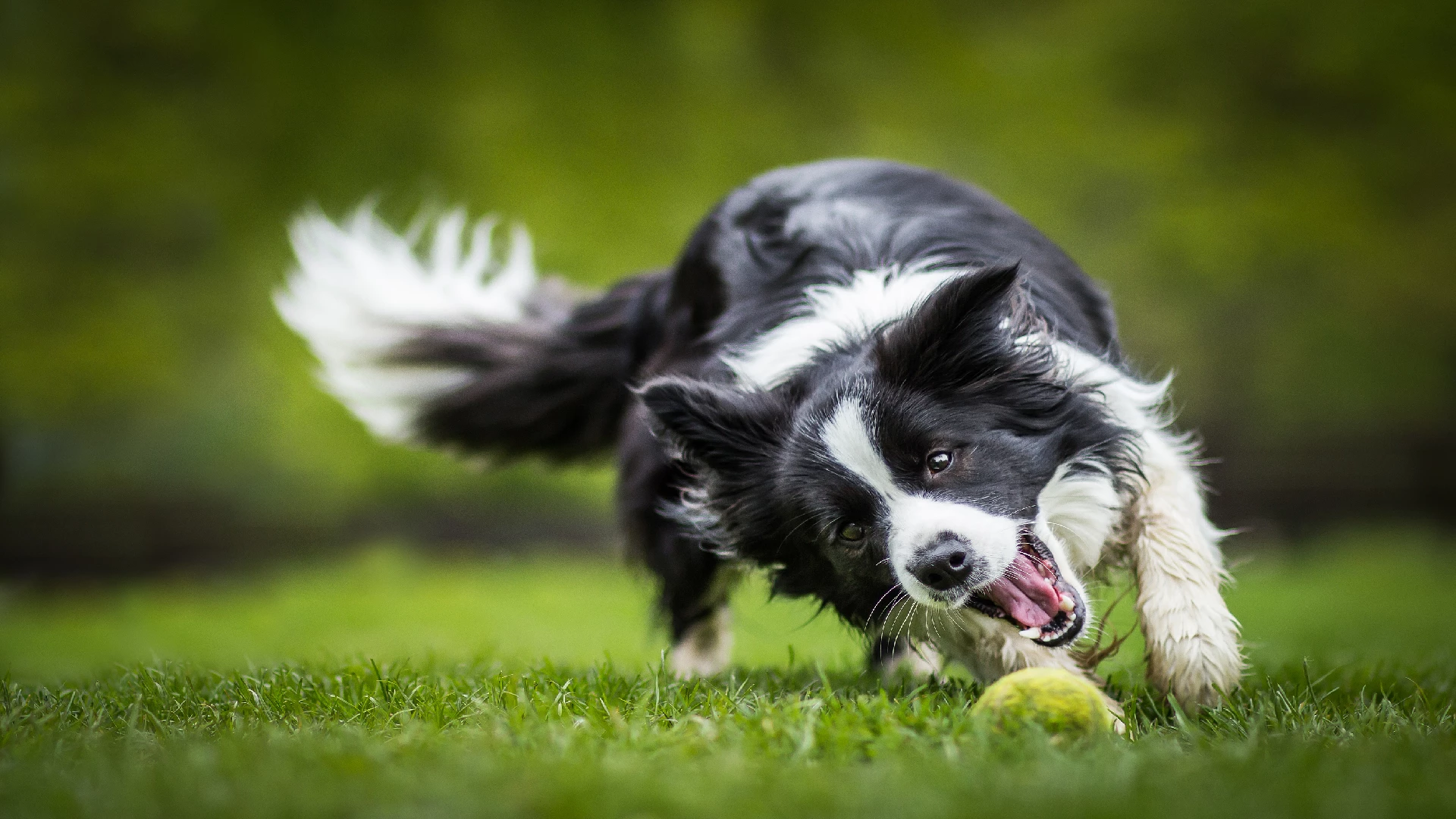 border collie dog