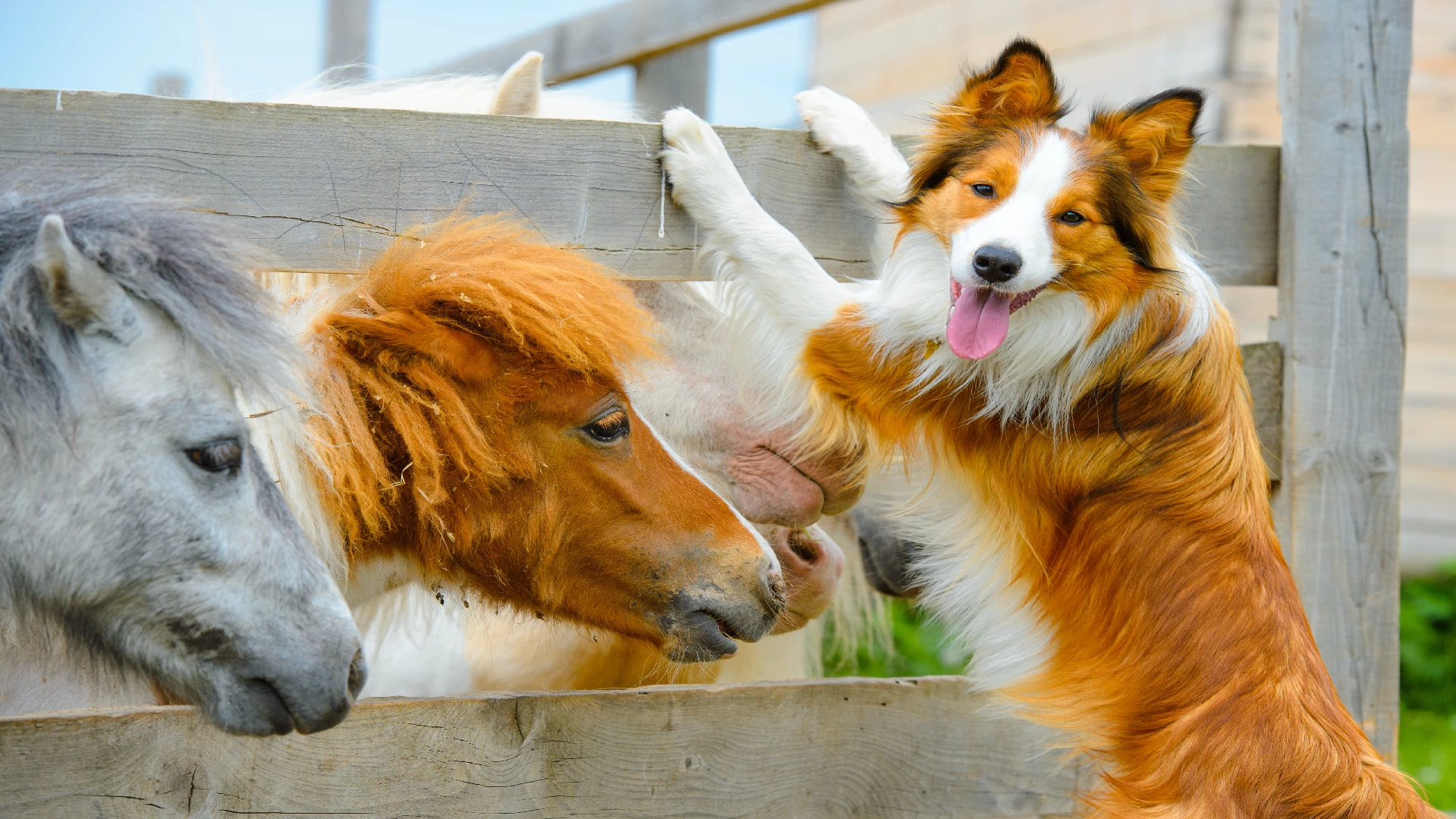 border collie with 2 horses