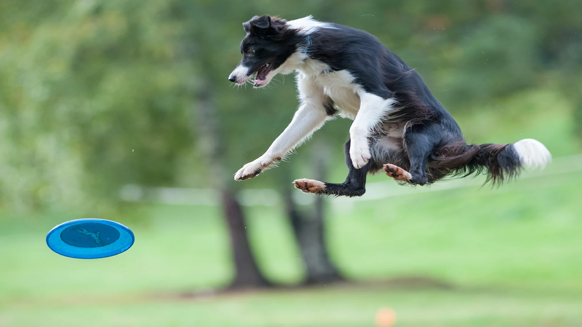 playful border collie