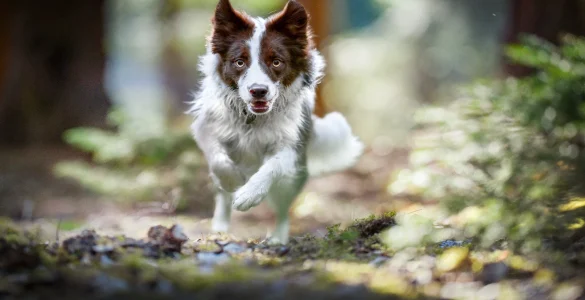 cute border collie dog breed