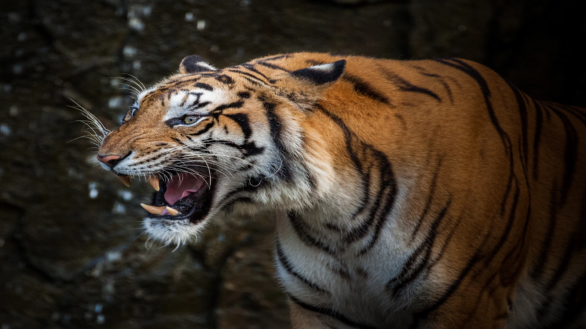 tiger profile roar