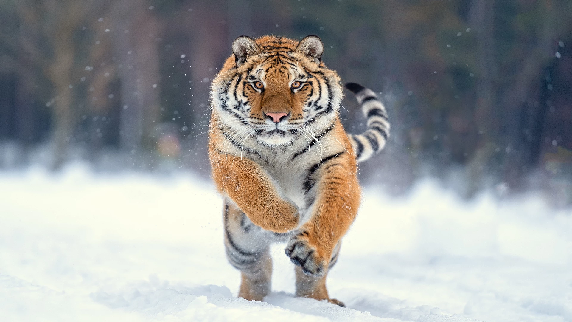 tiger leap