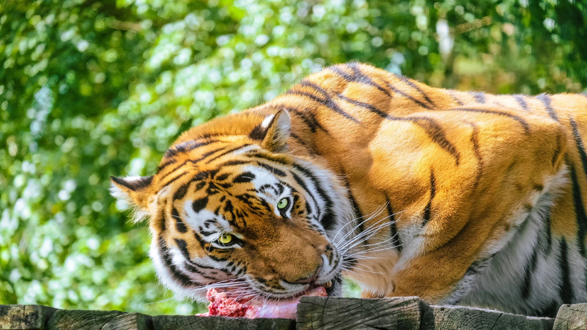 tiger eating