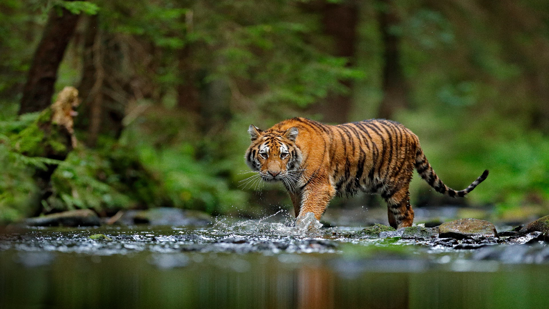 beautiful tiger