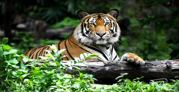 tiger portrait