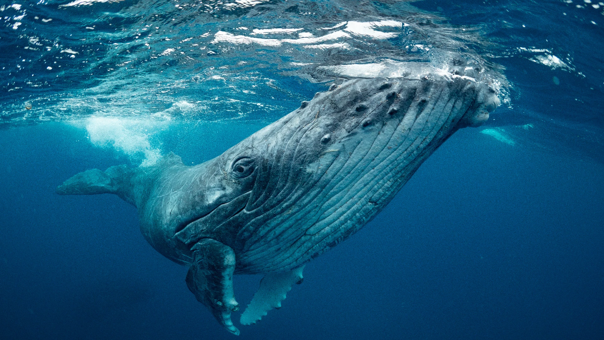 huge whale