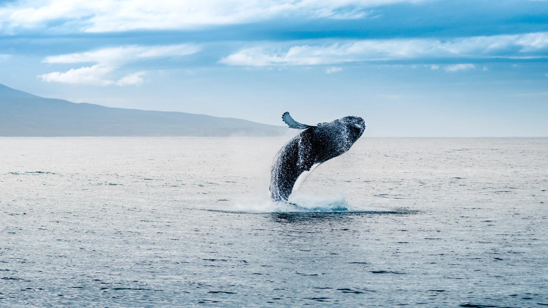 amazing whale