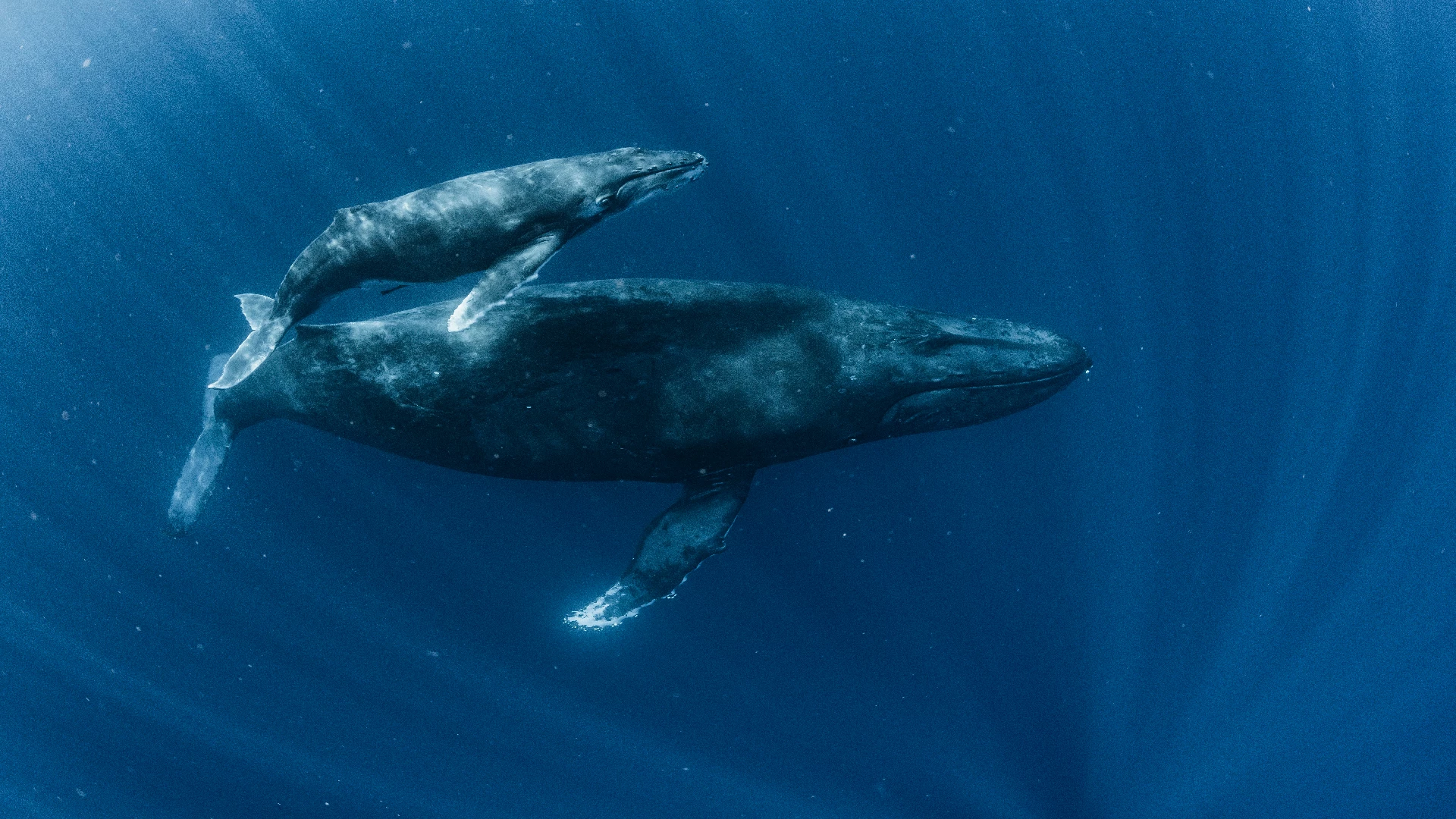 whale with baby