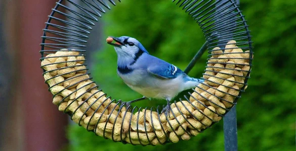 blue jay
