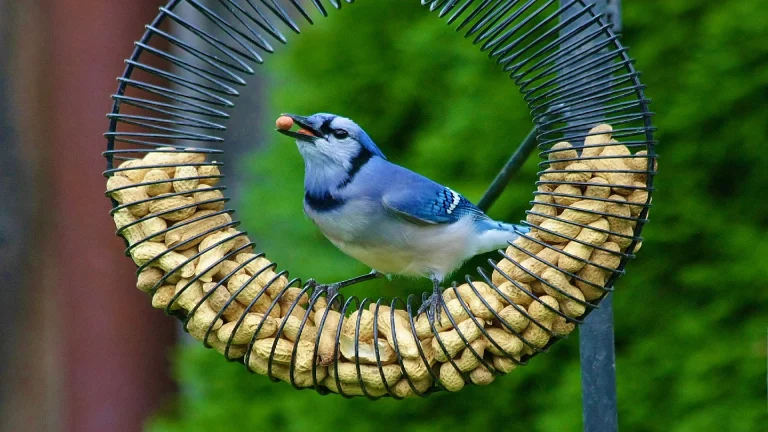 blue jay