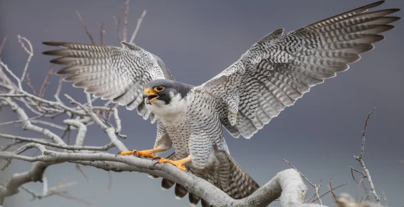 Peregrine falcon