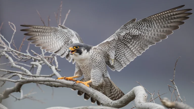 Peregrine falcon