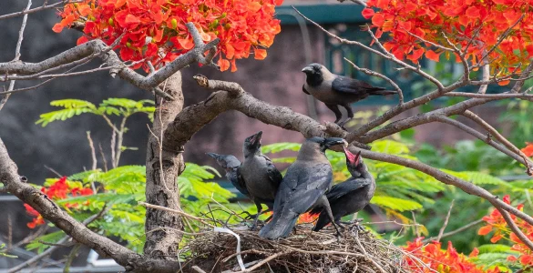 a group of crows