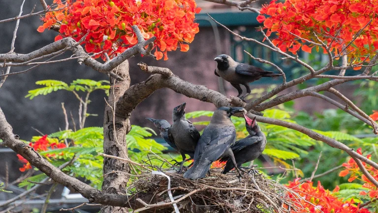 a group of crows