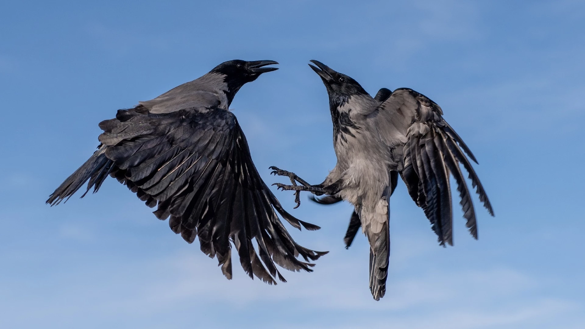 crows fighting in air