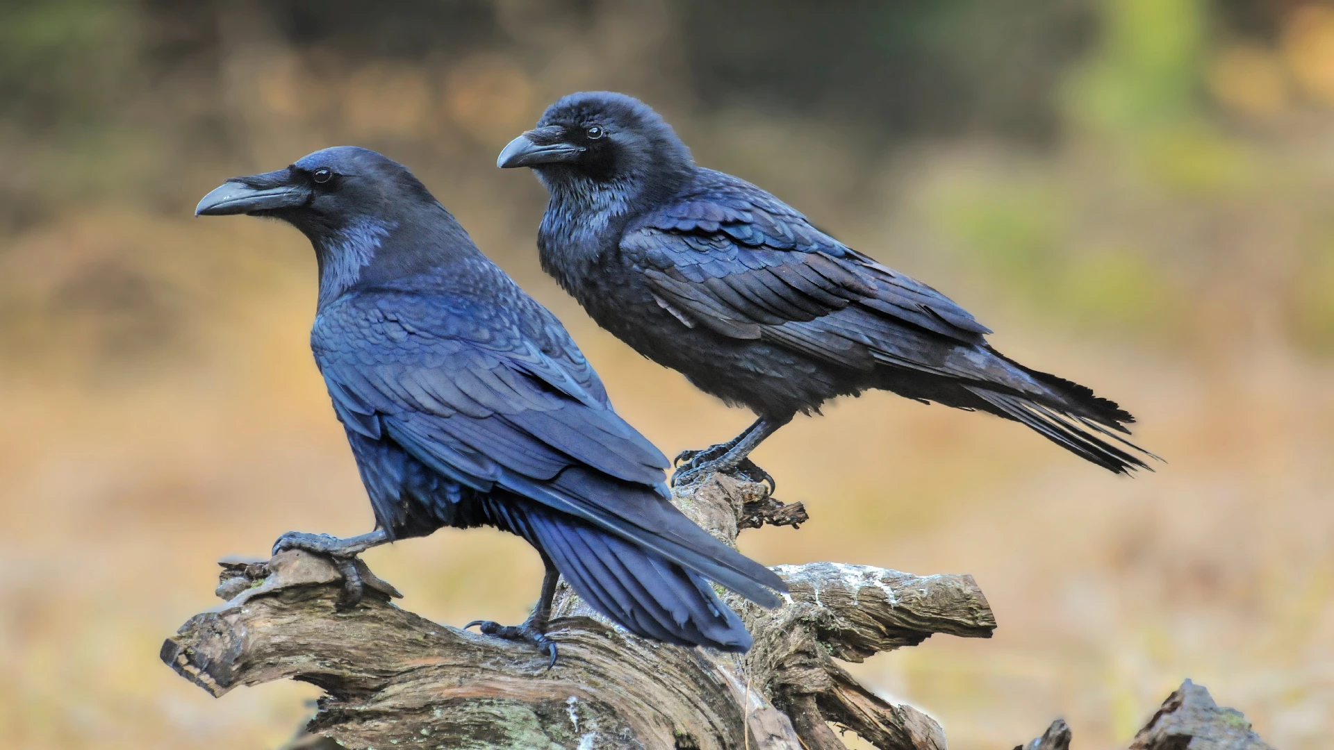 black ravens