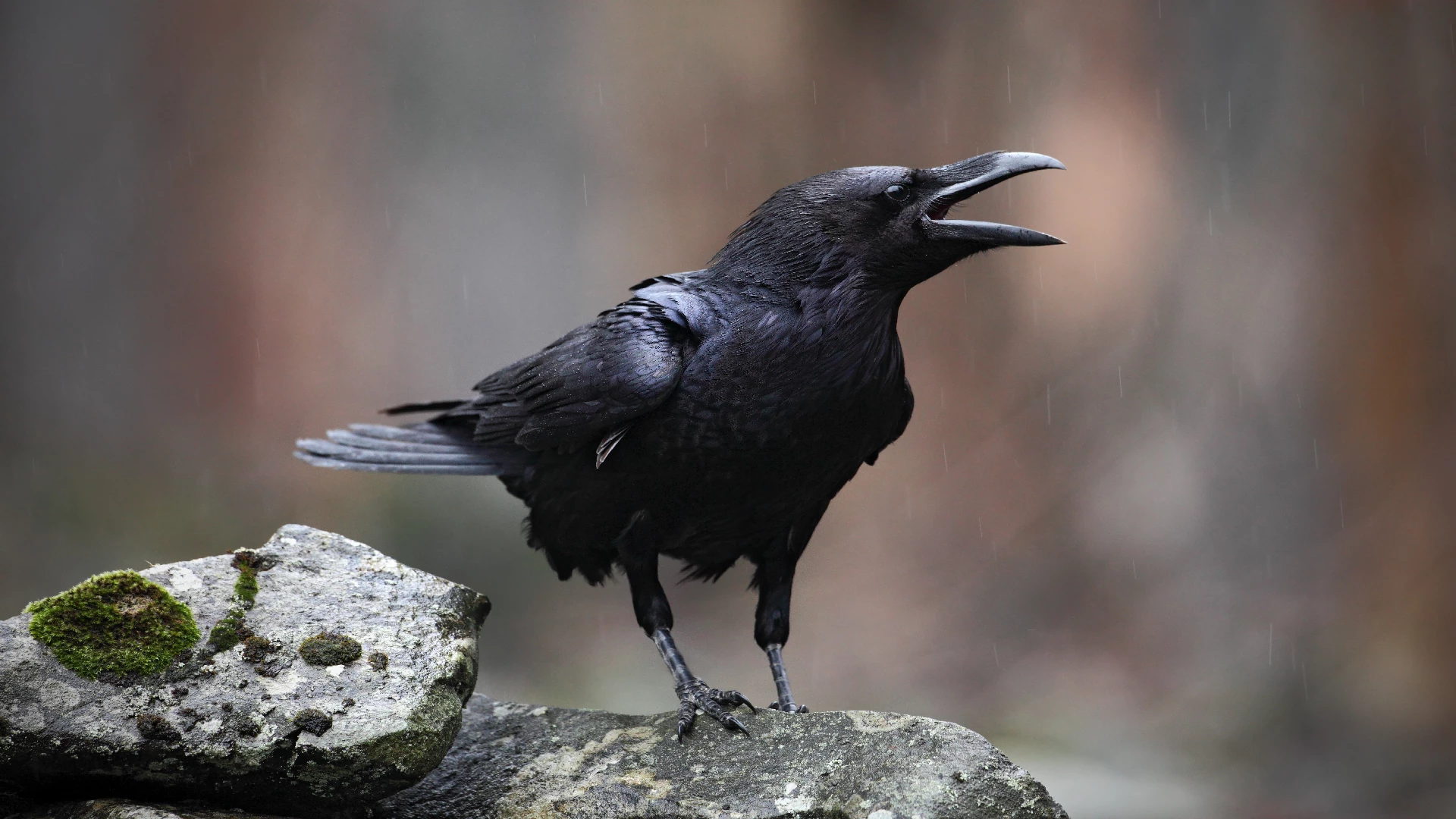 talkative raven