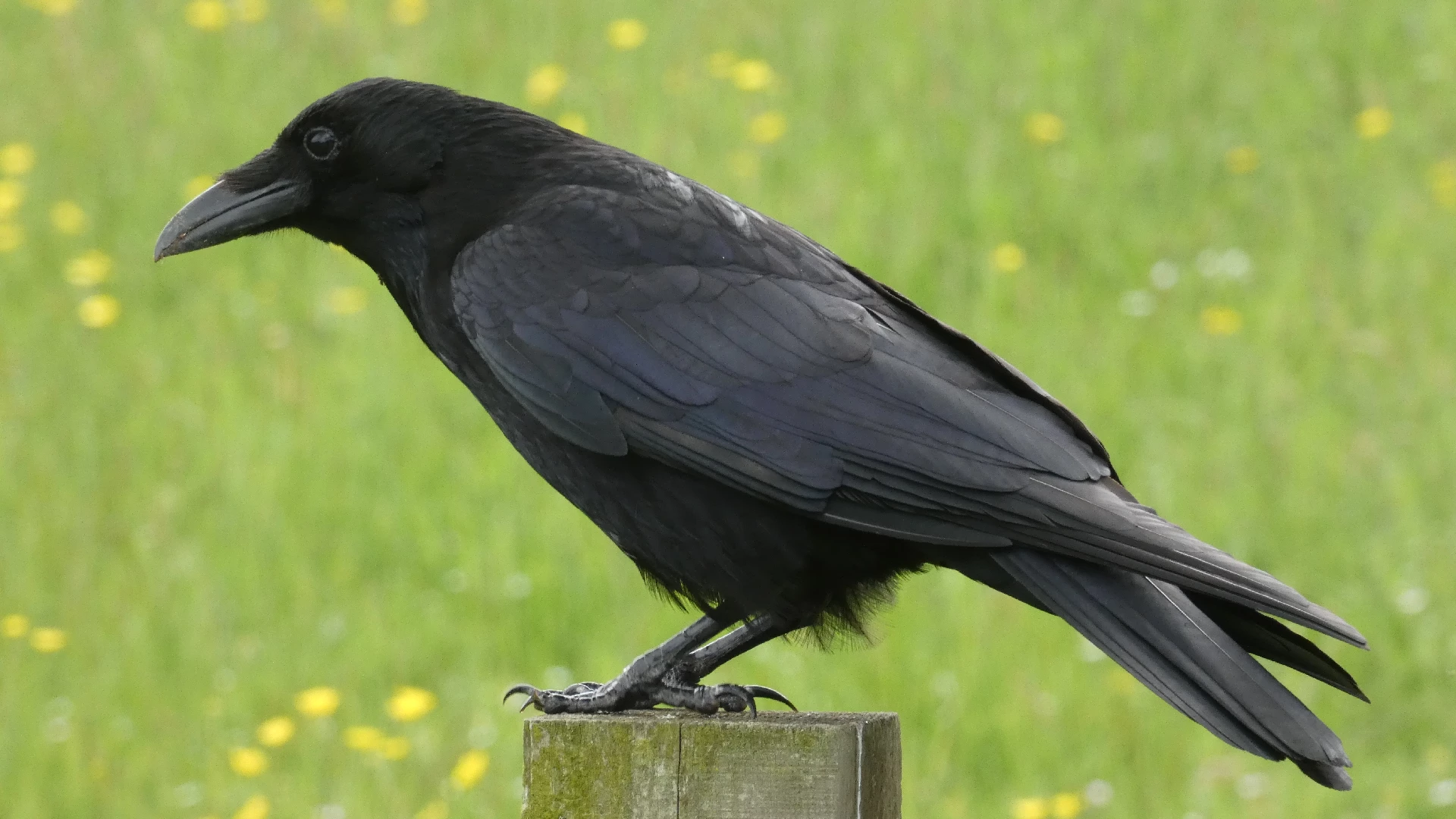 crow 