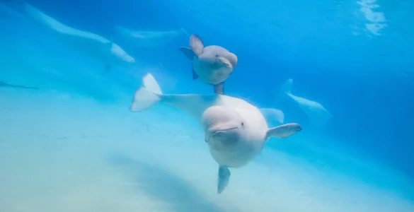 beluga whale