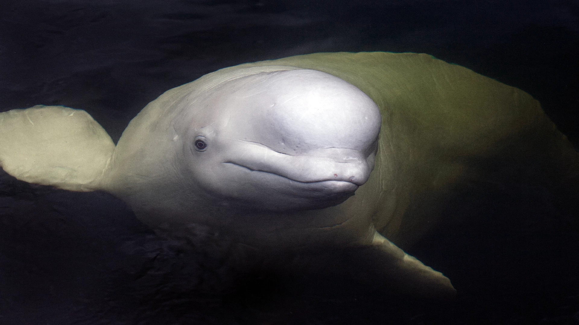 beluga whale