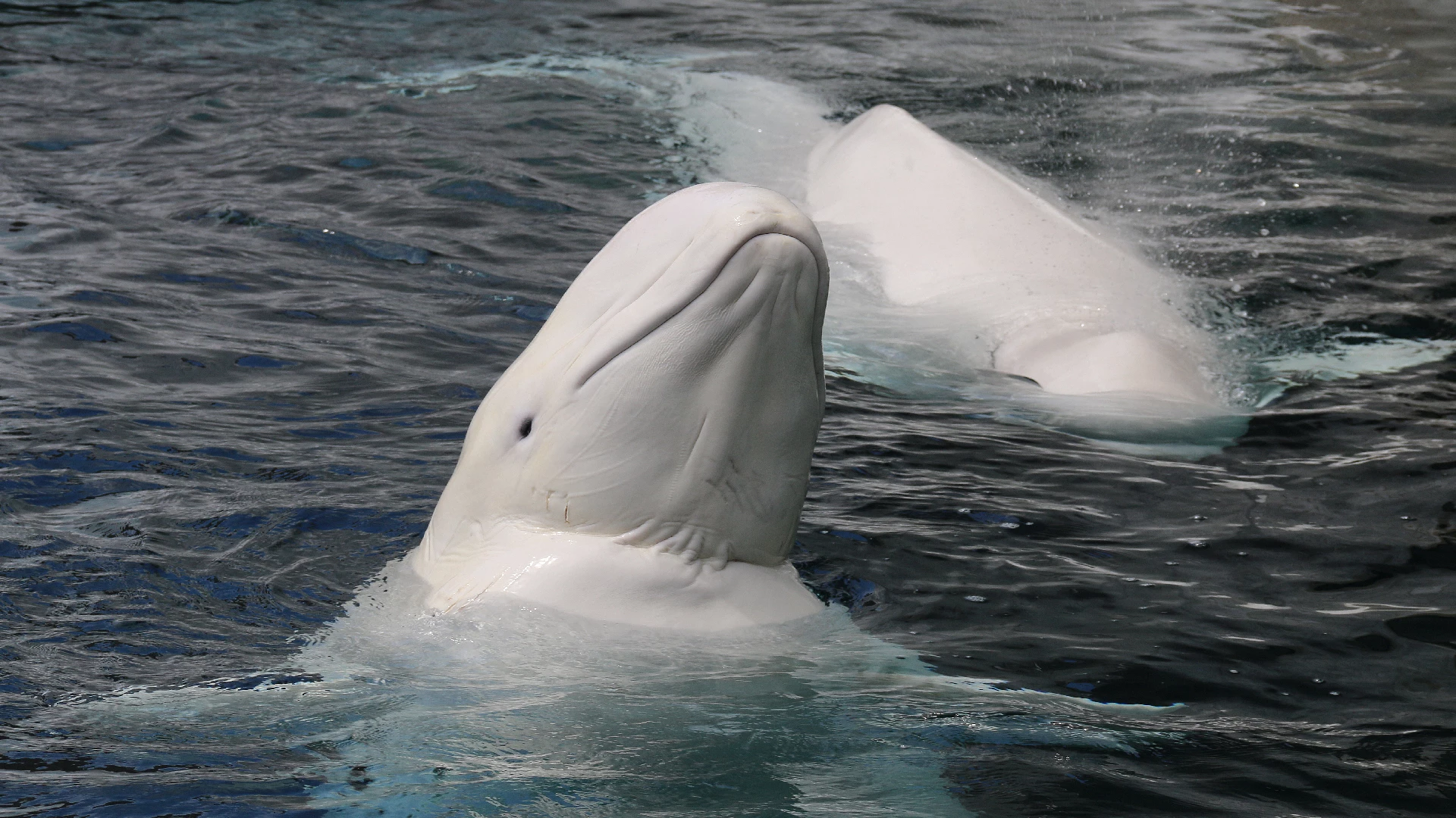 beluga whale