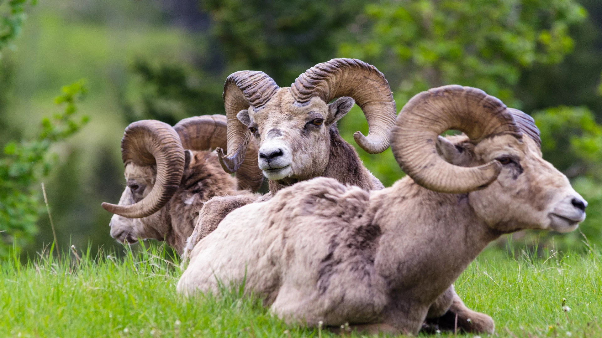 bighorn sheep