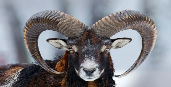 ram