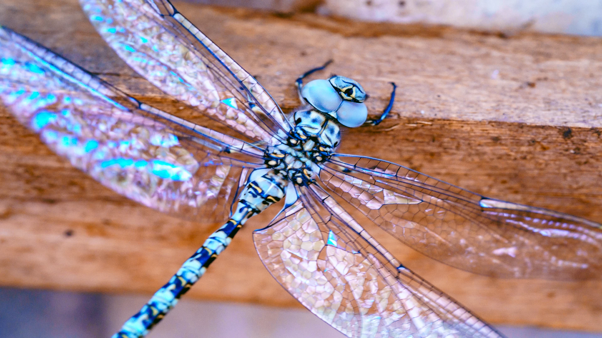 dragonfly