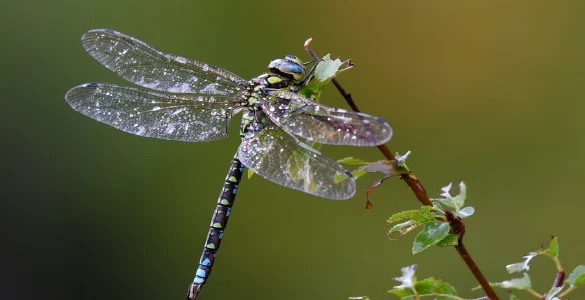 dragonfly