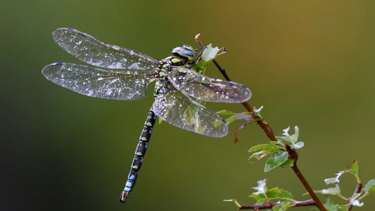 dragonfly