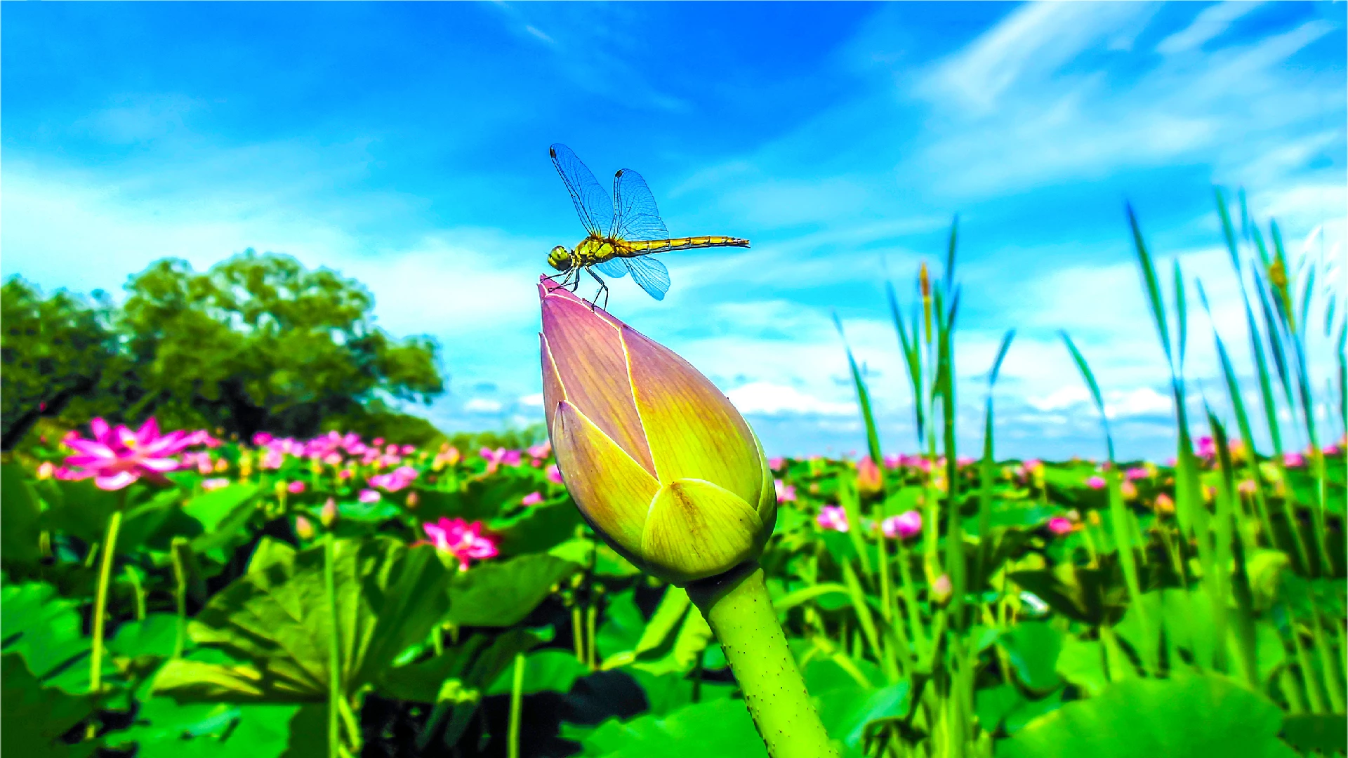 dragonfly