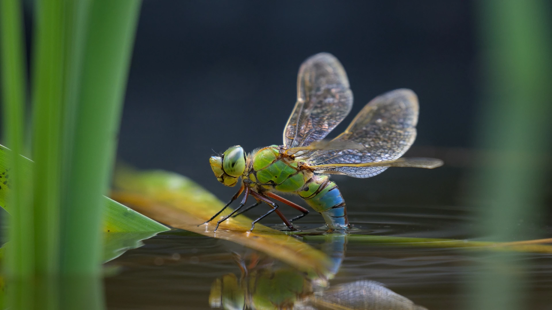 dragonfly